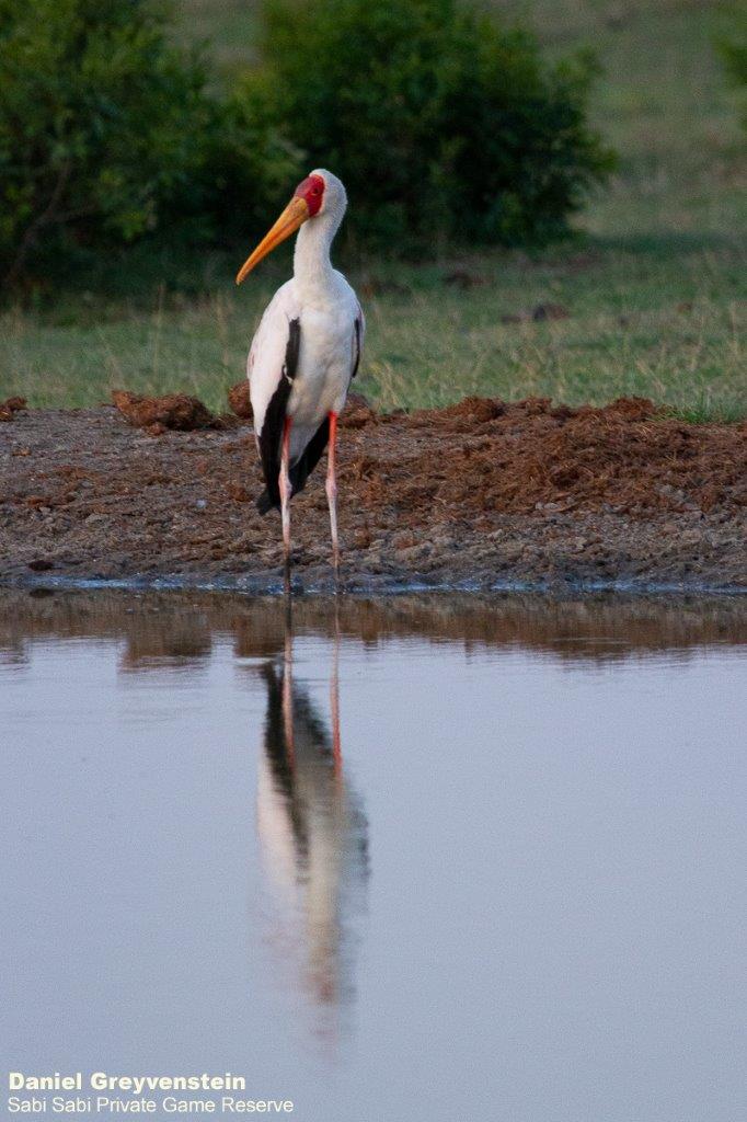 A03Daniel Greyvenstein Yellow Billed Stork 021022 Final A03Daniel Greyvenstein Yellow Billed Stork 021022 Final
