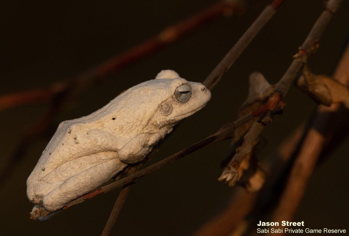 A Week in the Bush Vol. 431 | Sabi Sabi