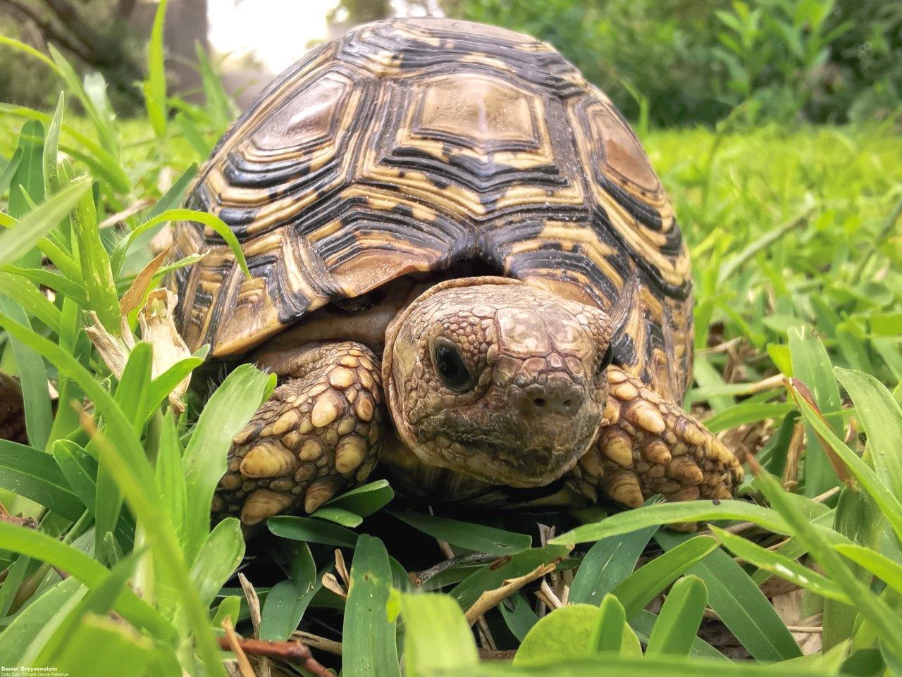 A04Daniel Greyvenstein Leopard Tortoise 270922 FINAL A04Daniel Greyvenstein Leopard Tortoise 270922 FINAL