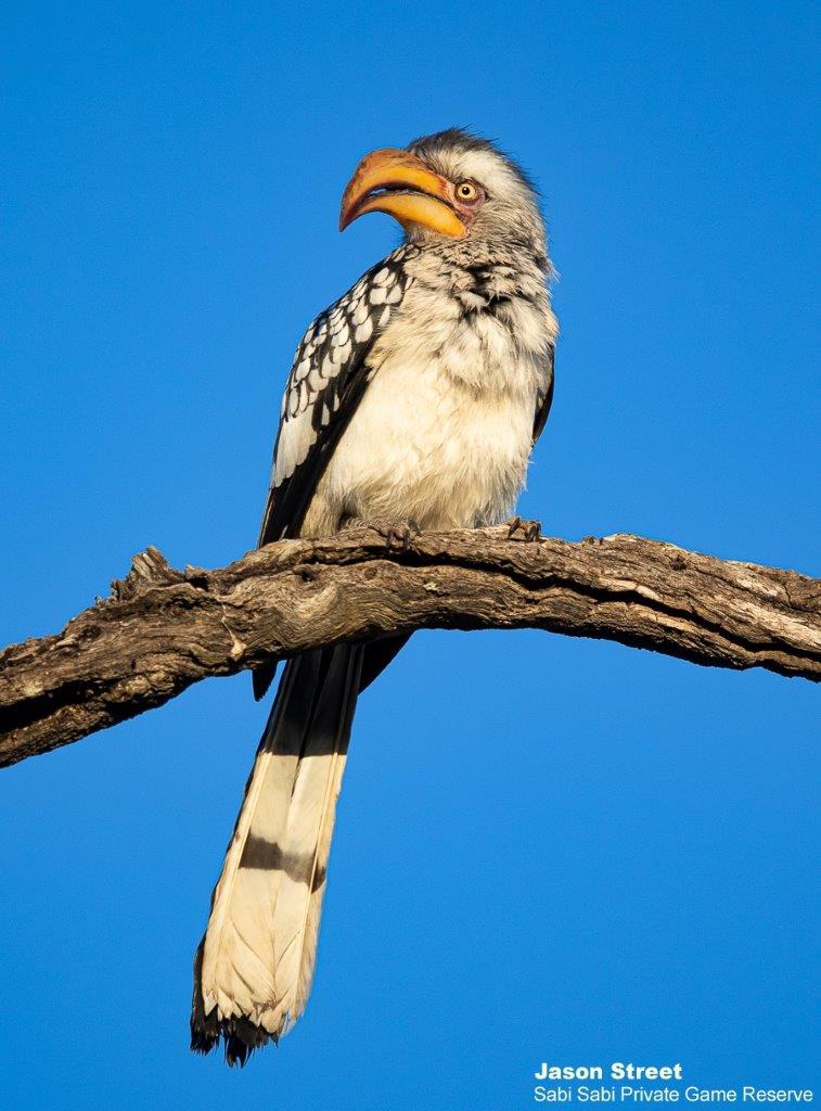 A04Jason Street Yellow Billed Hornbill 020622 Final A04Jason Street Yellow Billed Hornbill 020622 Final