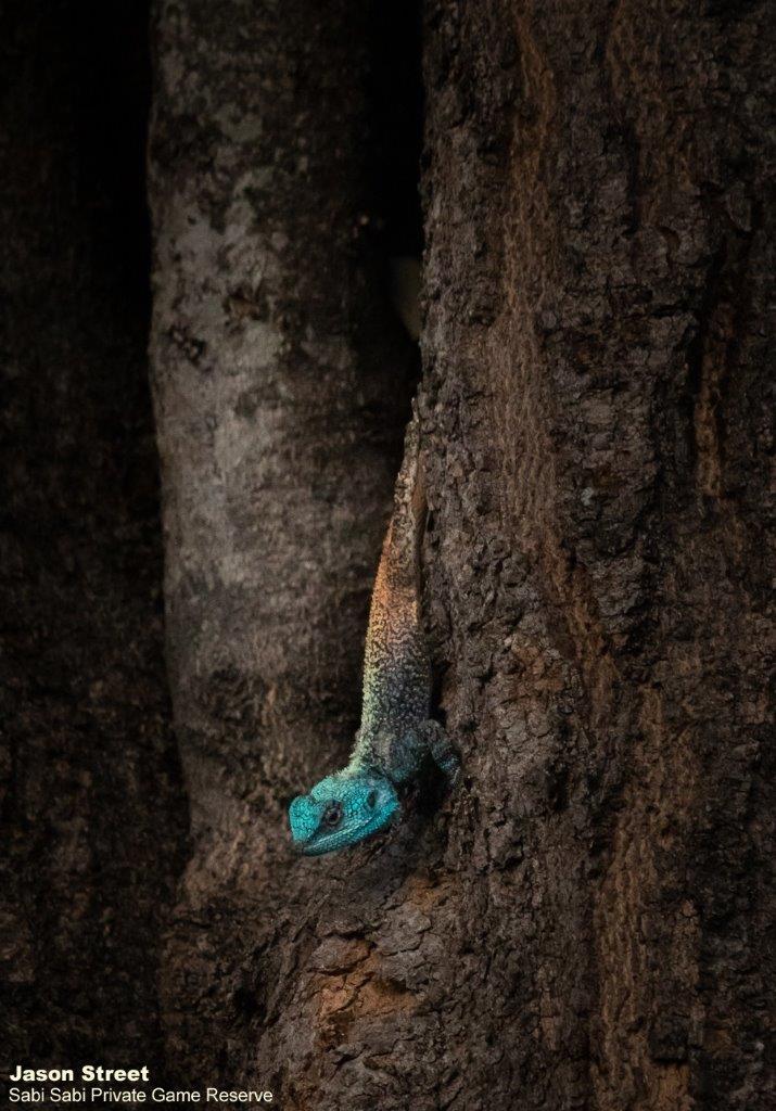 A05Jason Street Tree Agama 300922. Final A05Jason Street Tree Agama 300922. Final