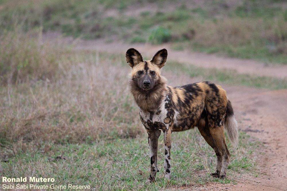 A06ronald Mutero Wild Dog 28092022 FINAL