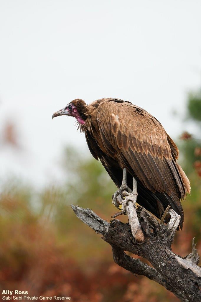 A36 Ally Ross 20221023 Hooded Vulture 01 Final A36 Ally Ross 20221023 Hooded Vulture 01 Final