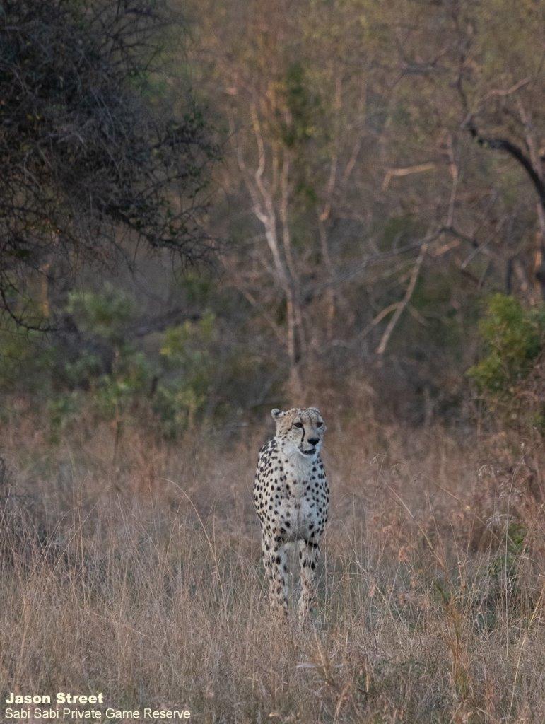 B04Jason Street Cheetah 031022 4. Final