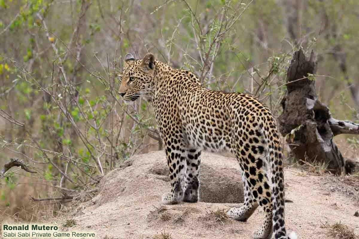 B06ronald Mutero Golonyi 20092022 Final