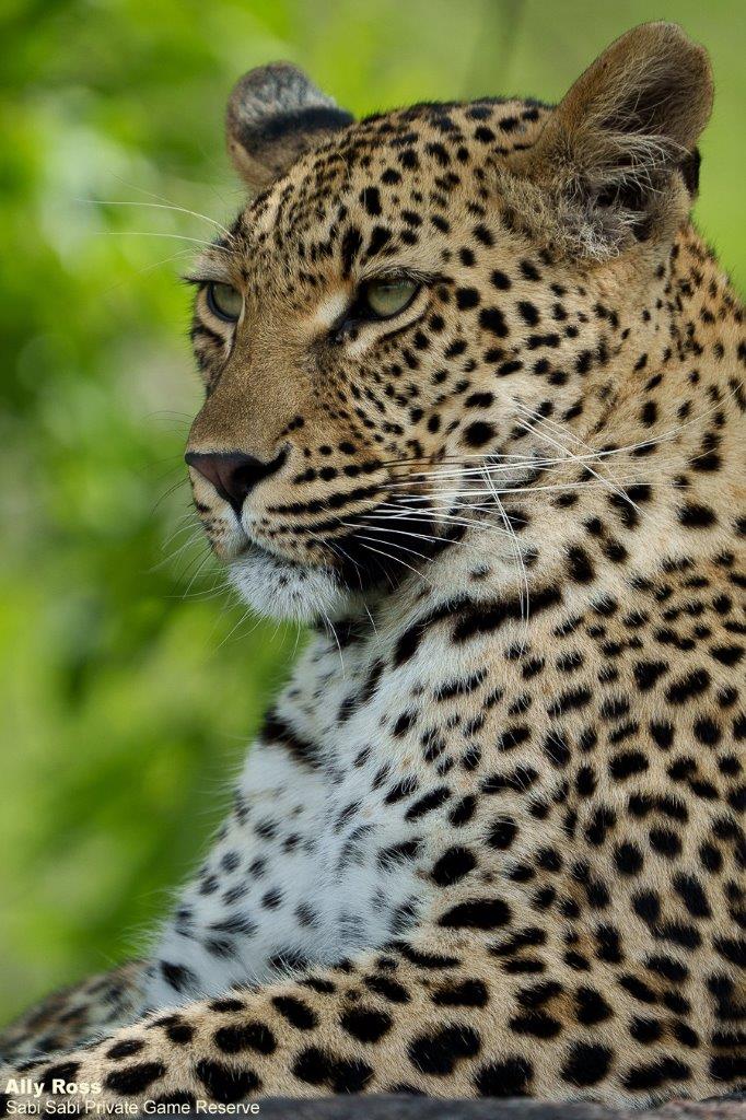 03Ally Ross 20221116 Goyloni Blog 04 Final