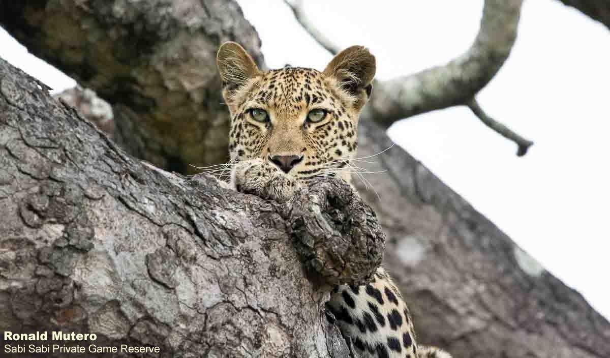 08ronald Mutero Golonyi 08112022 2 Final