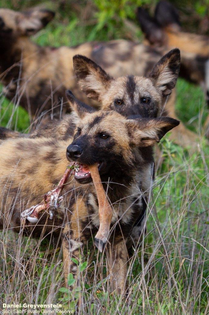 A15Daniel Greyvenstein Wild Dogs 171122 2 Final A15Daniel Greyvenstein Wild Dogs 171122 2 Final