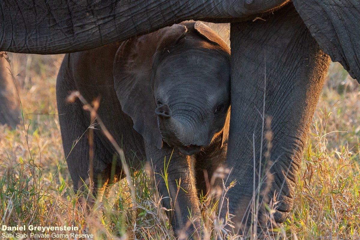 A20Daniel Greyvenstein Elephant Calf 120822 1 Final A20Daniel Greyvenstein Elephant Calf 120822 1 Final