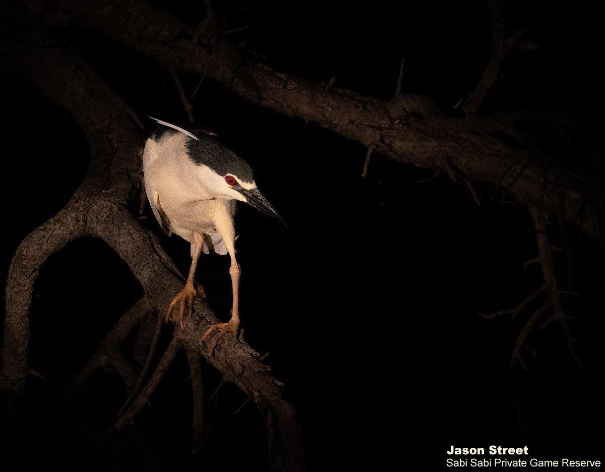 A25Jason Street Black Crowned Night Heron 120922 Final A25Jason Street Black Crowned Night Heron 120922 Final