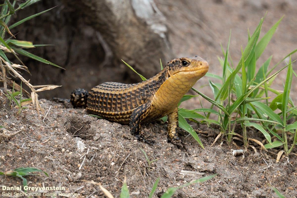 A29Daniel Greyvenstein Rough Scaled Plated Lizard 271122 Final A29Daniel Greyvenstein Rough Scaled Plated Lizard 271122 Final