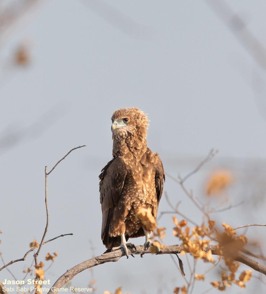 A31Jason Street Bateleur 101022. Final A31Jason Street Bateleur 101022. Final