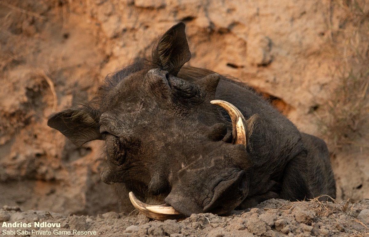 A31andries Warthoggeneral 6 Final A31andries Warthoggeneral 6 Final