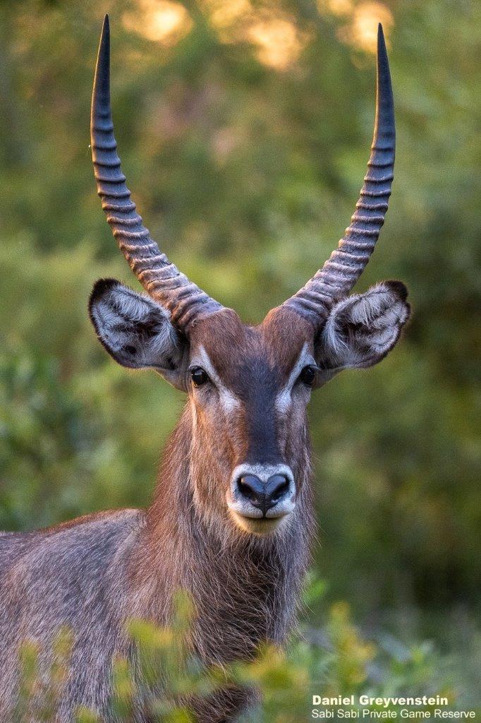 a39Daniel-Greyvenstein-Waterbuck-201122-1-final.jpg A39Daniel Greyvenstein Waterbuck 201122 1 Final