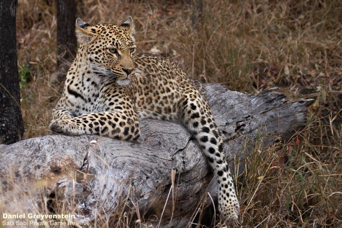 B01Daniel Greyvenstein Golonyi 300822 1 Final