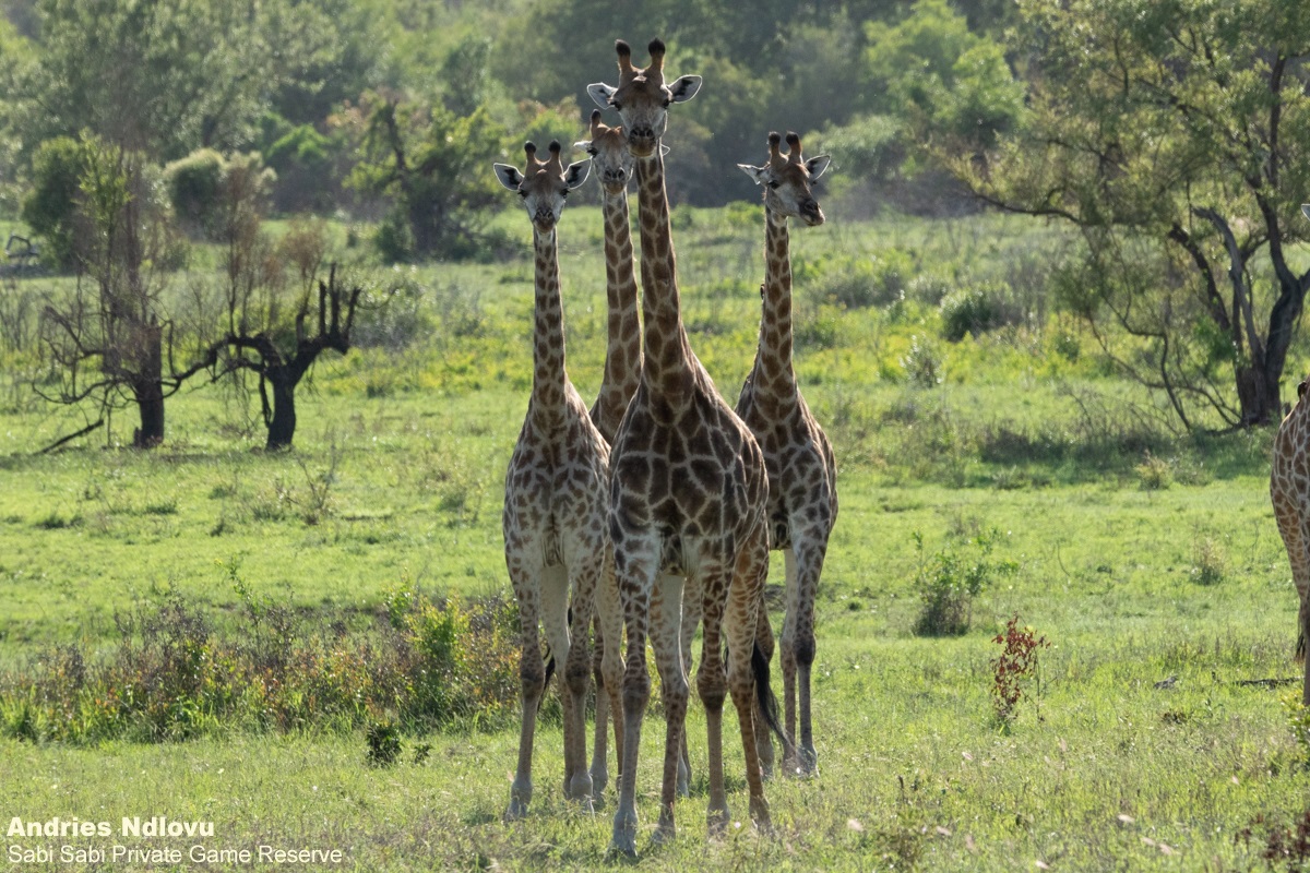 B01andries Giraffes 14112 Final B01andries Giraffes 14112 Final