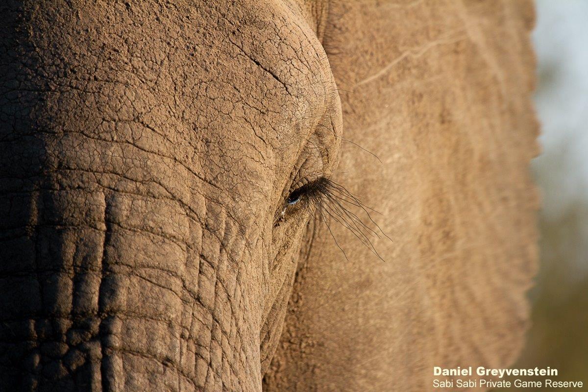 B02Daniel Greyvenstein Elephant 120822 1 Final