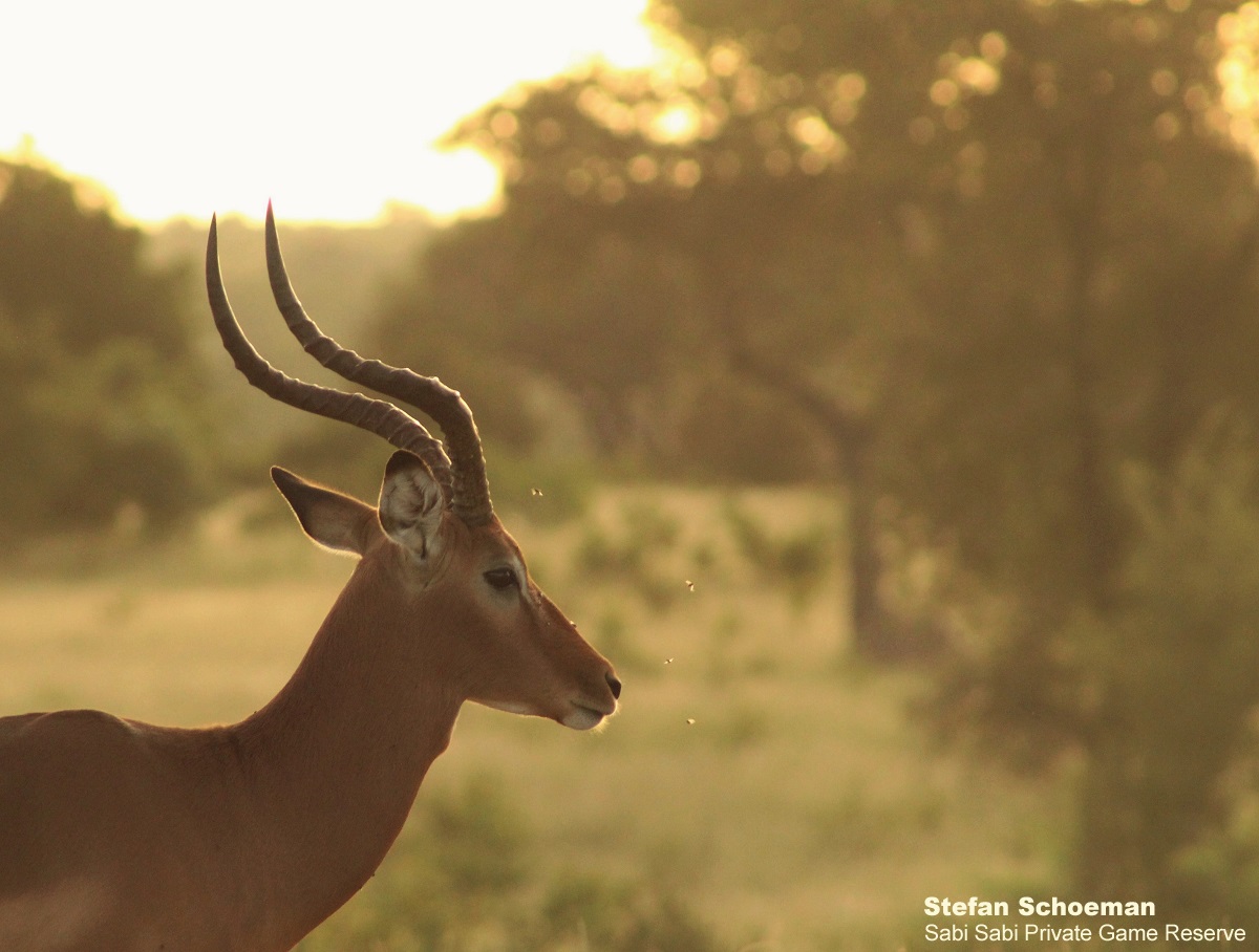 B02Stefan Schoeman Impala Sunrise Final B02Stefan Schoeman Impala Sunrise Final
