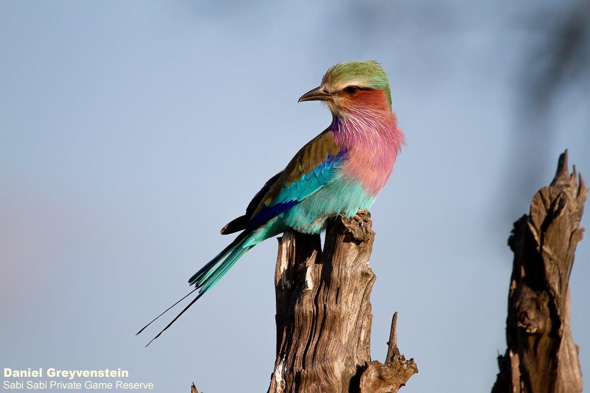 B03Daniel Greyvenstein Lilac Breasted Roller 200526 1 Final