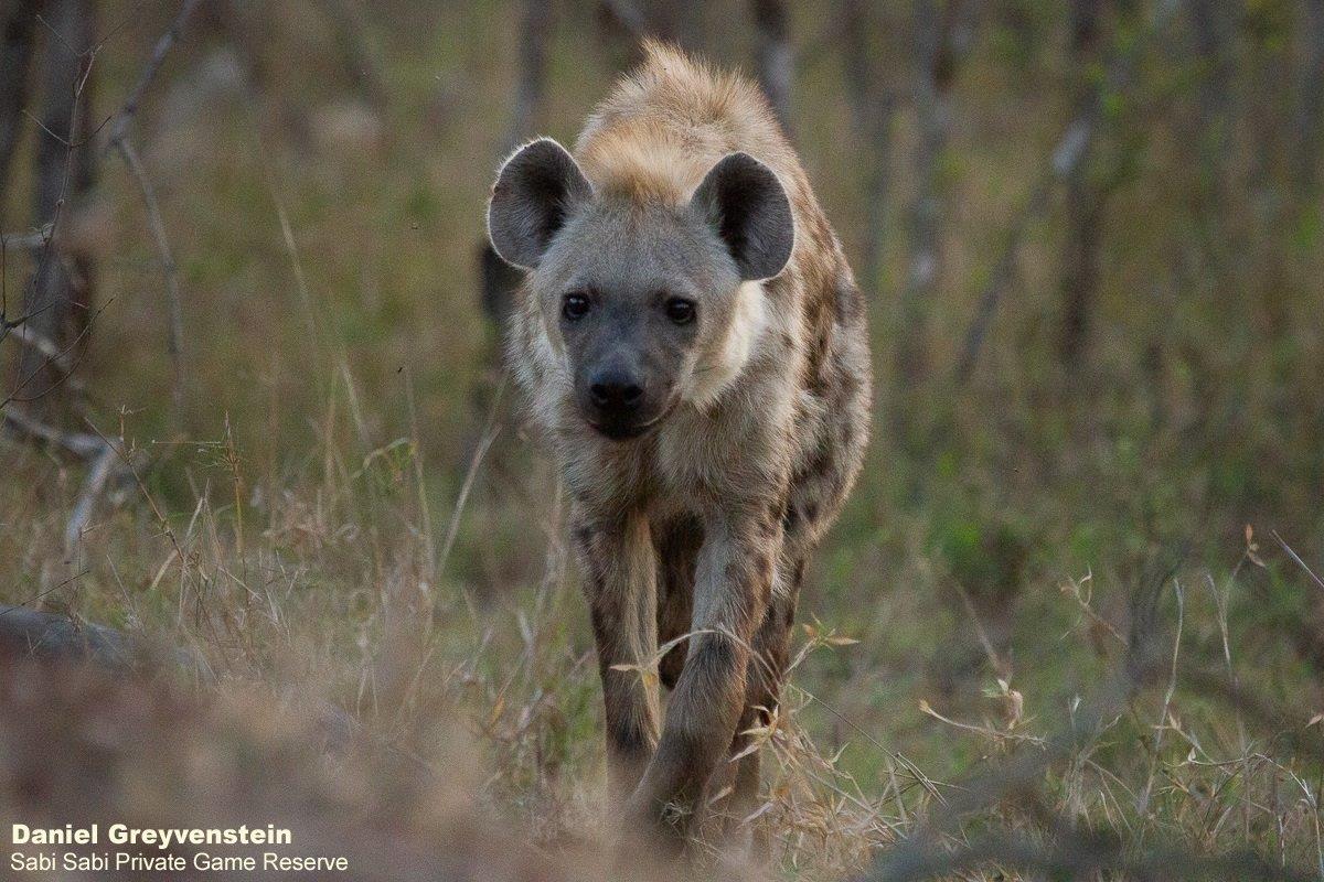 B05Daniel Greyvenstein Hyane 090922 1 Final