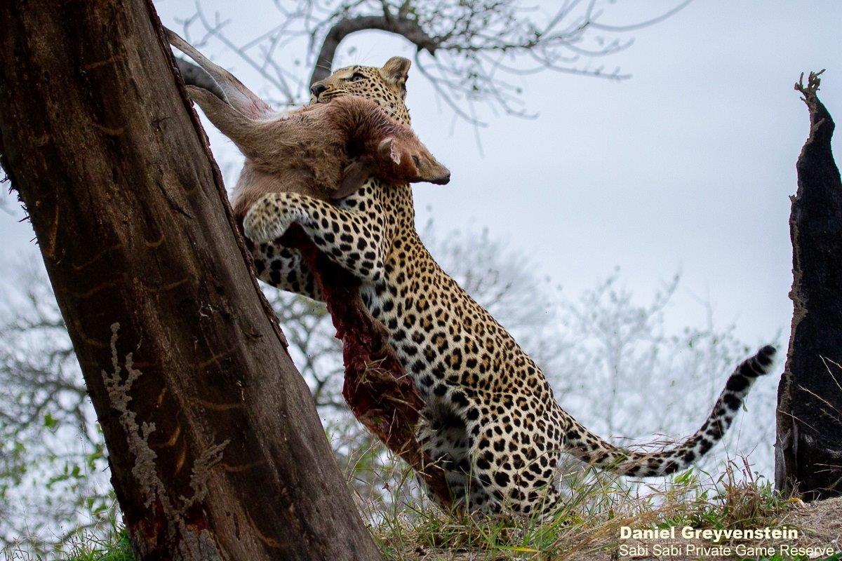 B06Daniel Greyvenstein Ntsumi And Cubs 010822 5 Final