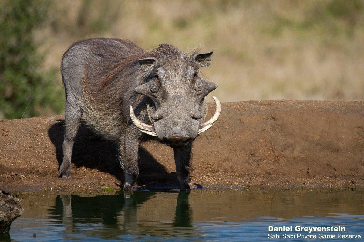 B08Daniel Greyvenstein Nyala Warthog Impala 040922 3 Final
