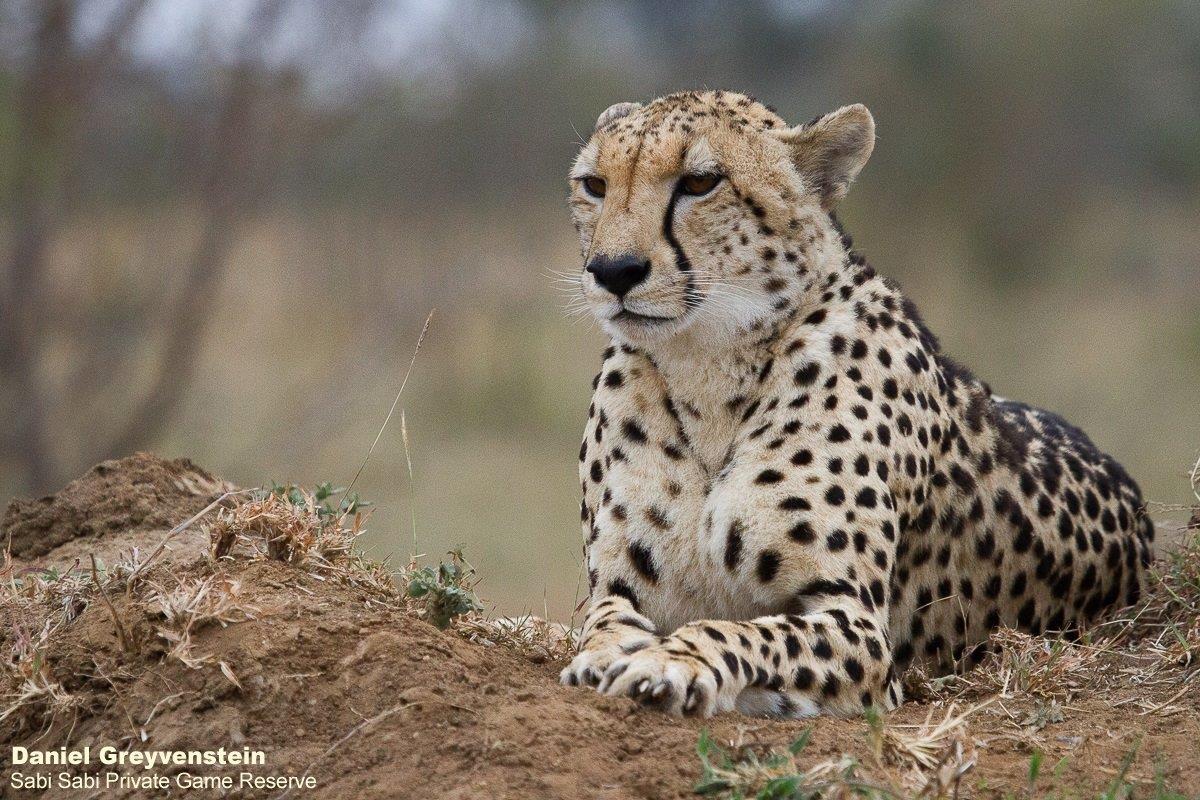 B09Daniel Greyvenstein Cheetah And Cub 070922 2 Final