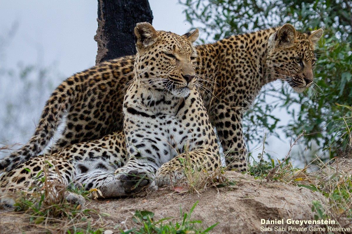 B10Daniel Greyvenstein Ntsumi And Cubs 010822 4 Final