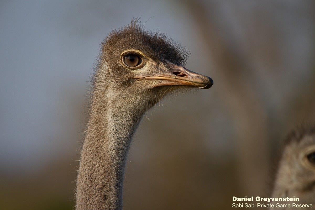B11Daniel Greyvenstein Ostrich 040922 Final