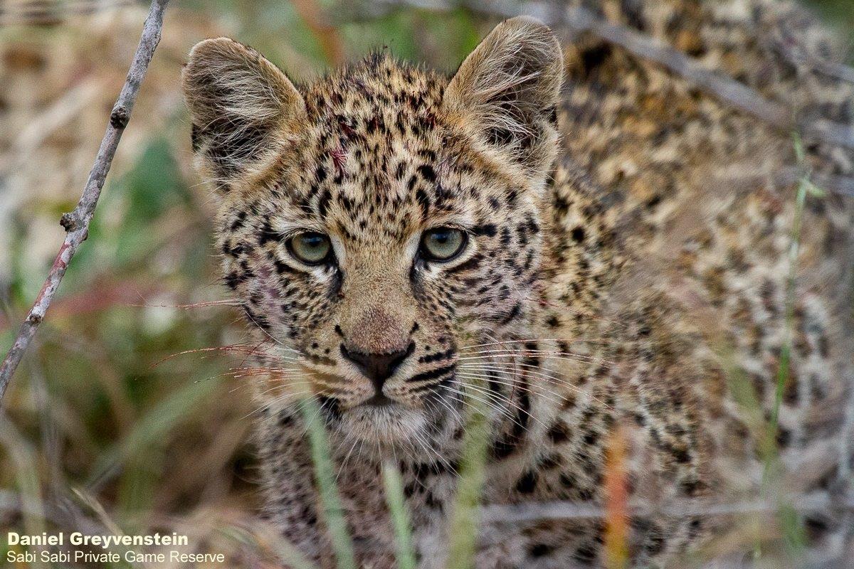 B12Daniel Greyvenstein Ntsumi And Cubs 010822 7 Final