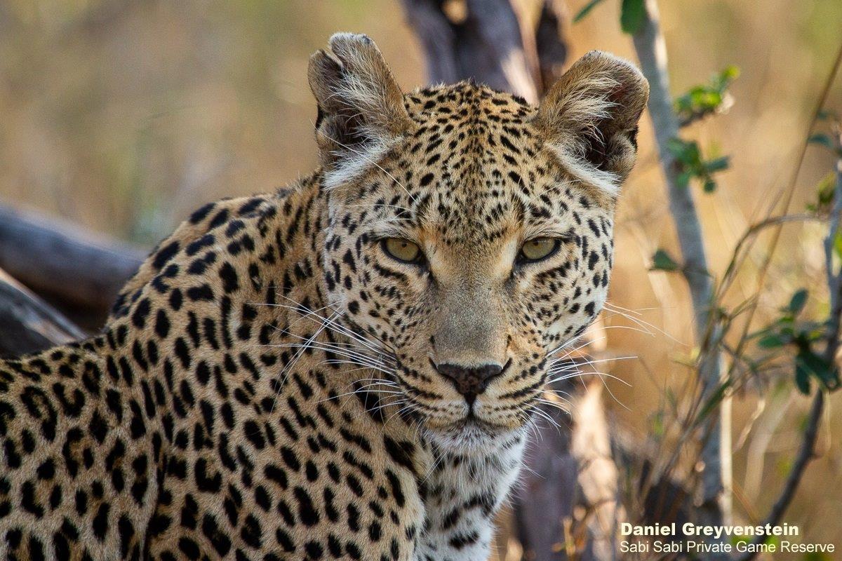 B13Daniel Greyvenstein Ntsumi 090922 3 Final