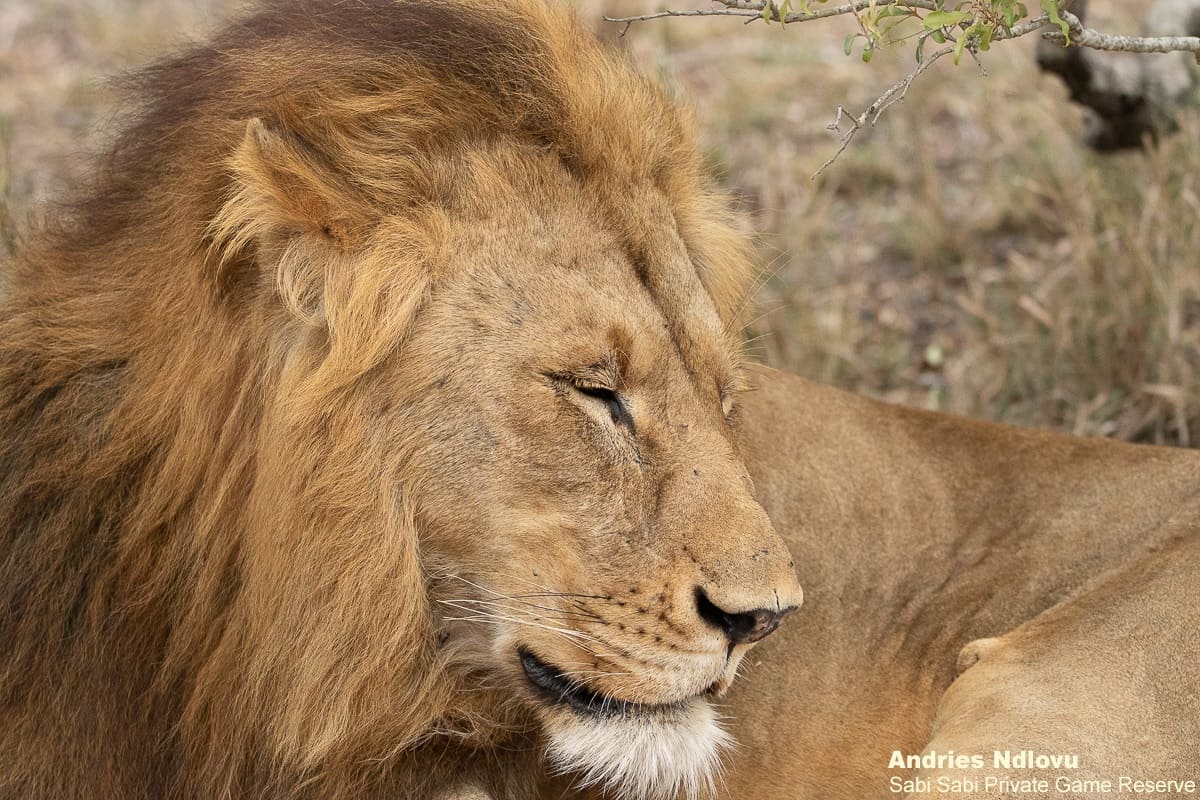 C01andries Lions.gijima Blog 2 Final C01andries Lions.gijima Blog 2 Final