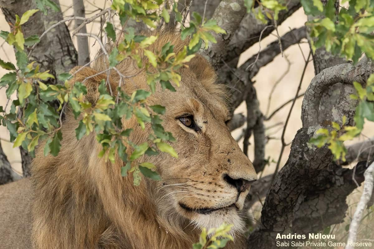 C03andries Lions.gijima Blog 4 Final C03andries Lions.gijima Blog 4 Final