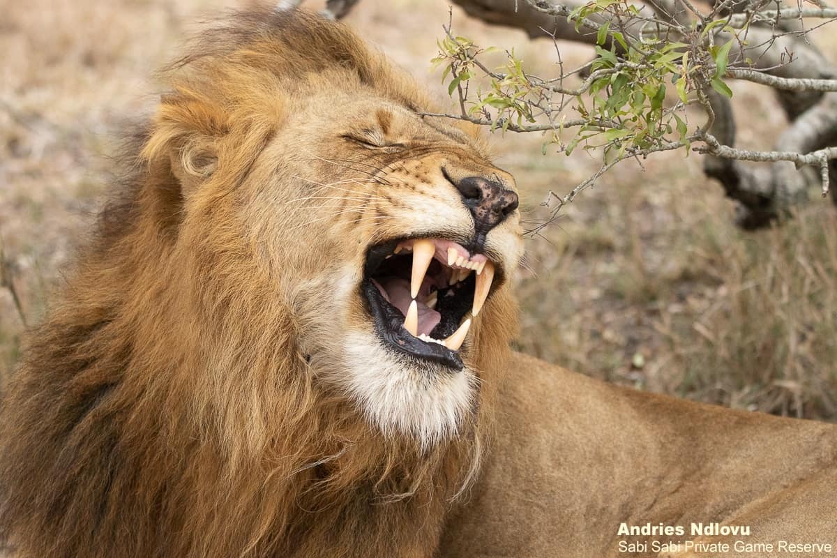 C05andries Lions.gijima Blog 3 Final