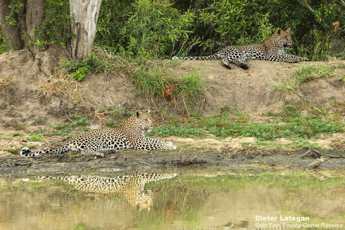 A03Dieter Lategan Ntsumi And Cub 101222 1 Of 1 Final