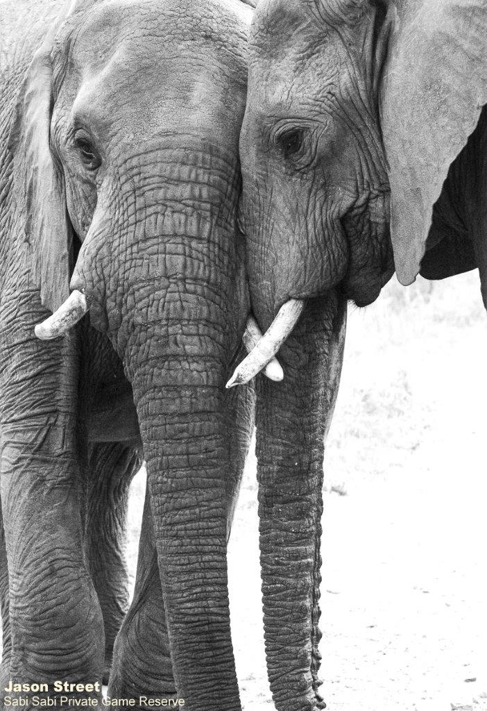 A06Jason Street Elephant 101022 2. Final A06Jason Street Elephant 101022 2. Final