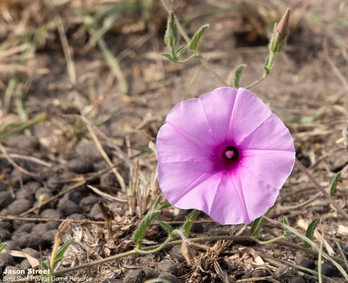 B02Jason Street Morning Glory 091122. Final B02Jason Street Morning Glory 091122. Final
