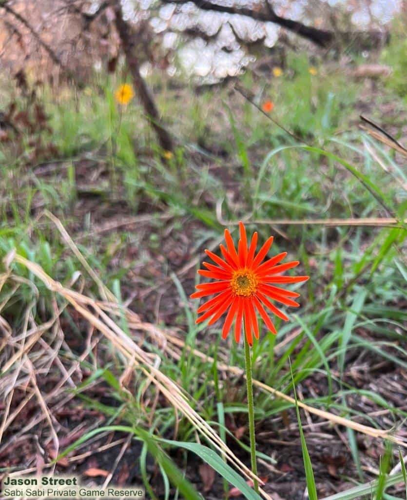 B04Jason Street Daisy 091122 2. Final