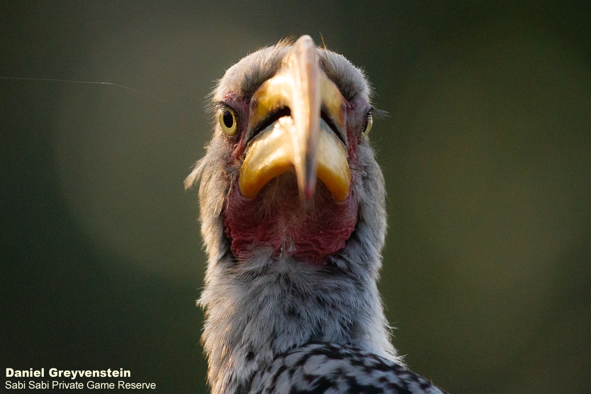 B07Daniel Greyvenstein Southern Yellow Billed Hornbill 180922 2 Final B07Daniel Greyvenstein Southern Yellow Billed Hornbill 180922 2 Final