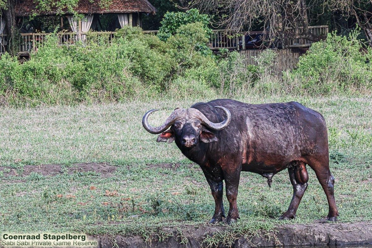 B12Coenraad Stapelberg Buffalo 091122 2 Final