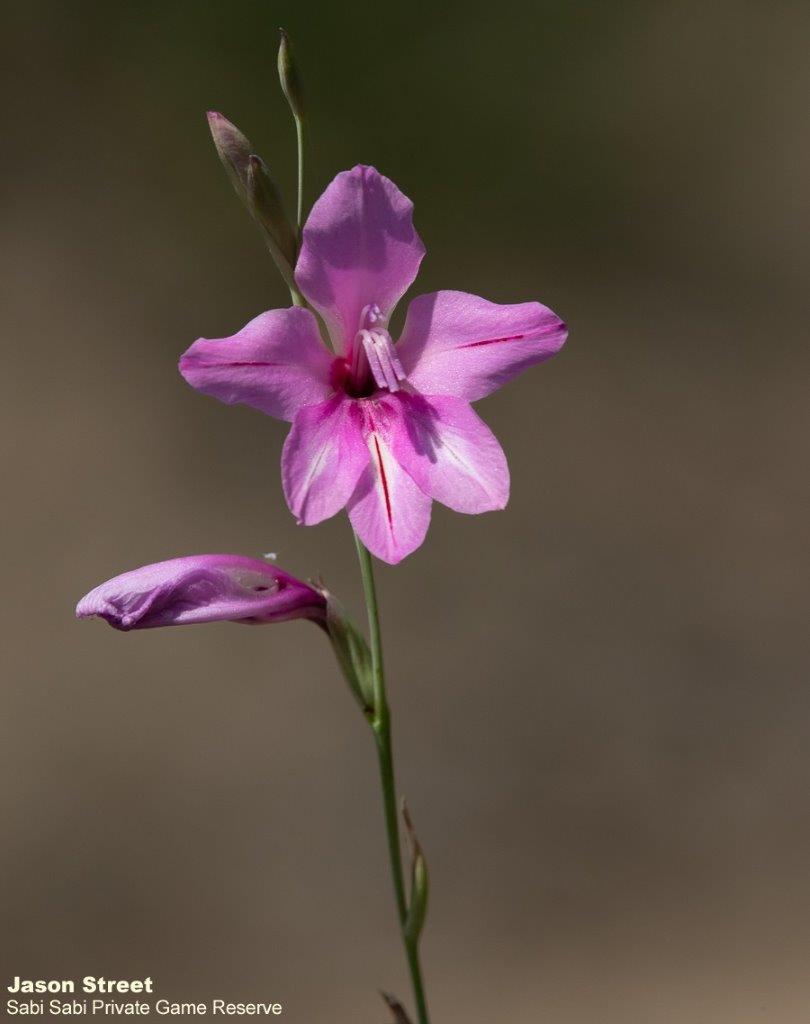 B13Jason Street Flower 3 171122. Final B13Jason Street Flower 3 171122. Final