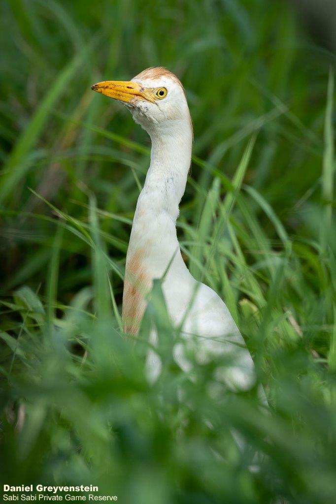 A24Daniel Greyvenstein Cattle Egret 130123 Final A24Daniel Greyvenstein Cattle Egret 130123 Final