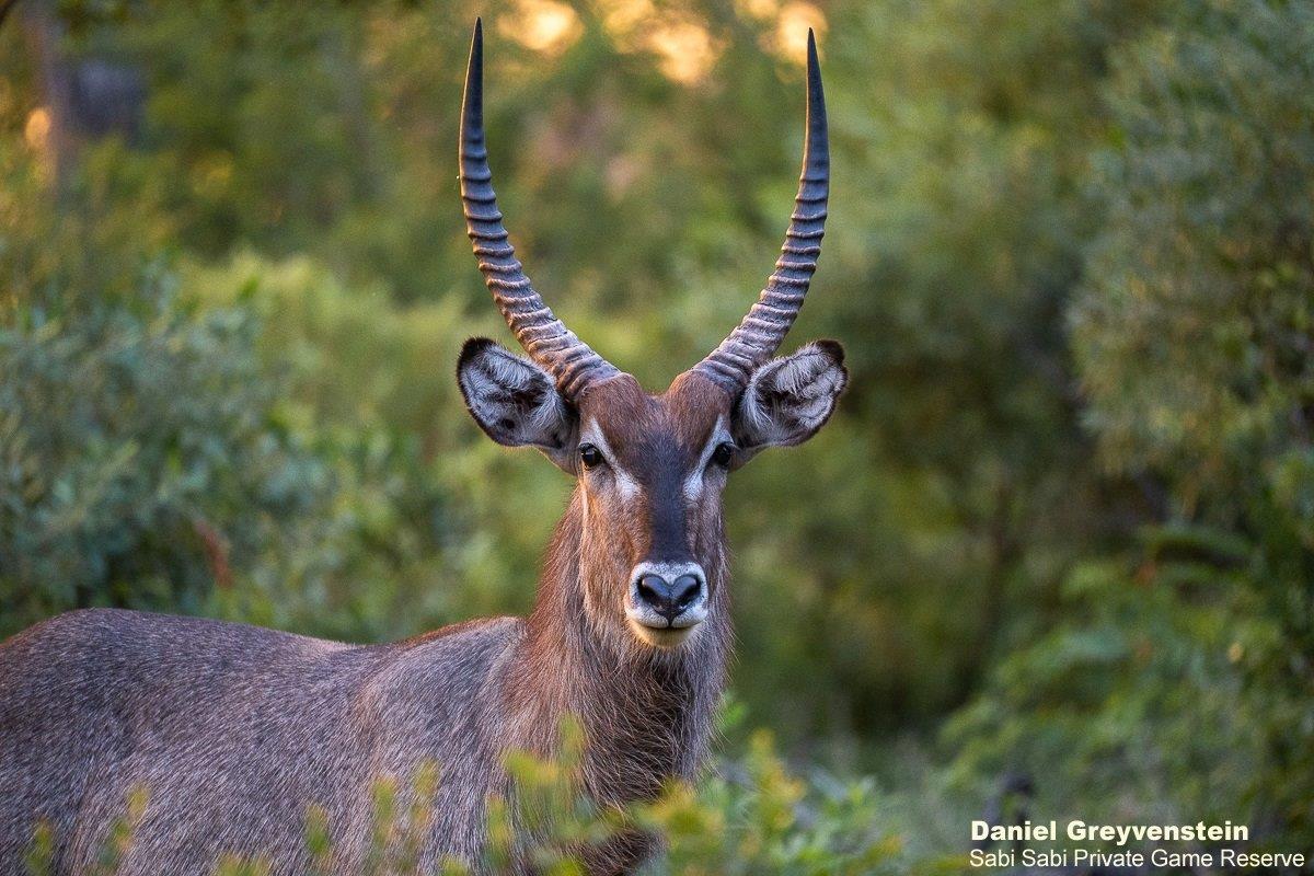 B05Daniel Greyvenstein Waterbuck 201122 2 Final B05Daniel Greyvenstein Waterbuck 201122 2 Final