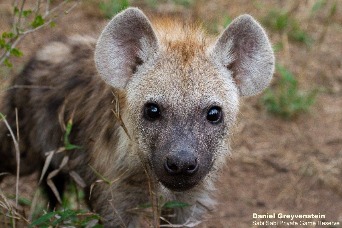 B06Daniel Greyvenstein Hyena Pup 081122 1 Final B06Daniel Greyvenstein Hyena Pup 081122 1 Final