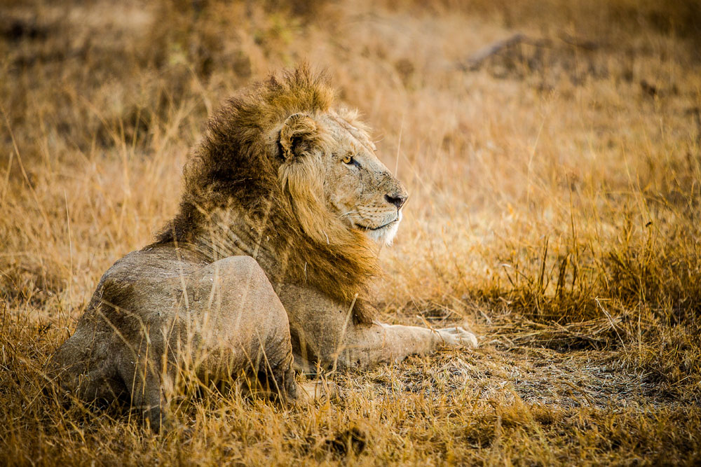 Lion while on big 5 safari