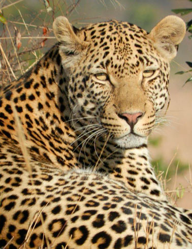 04Sept2012 Leopard2 04Sept2012 Leopard2