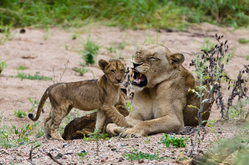 05Feb13 Angry Lioness 05Feb13 Angry Lioness