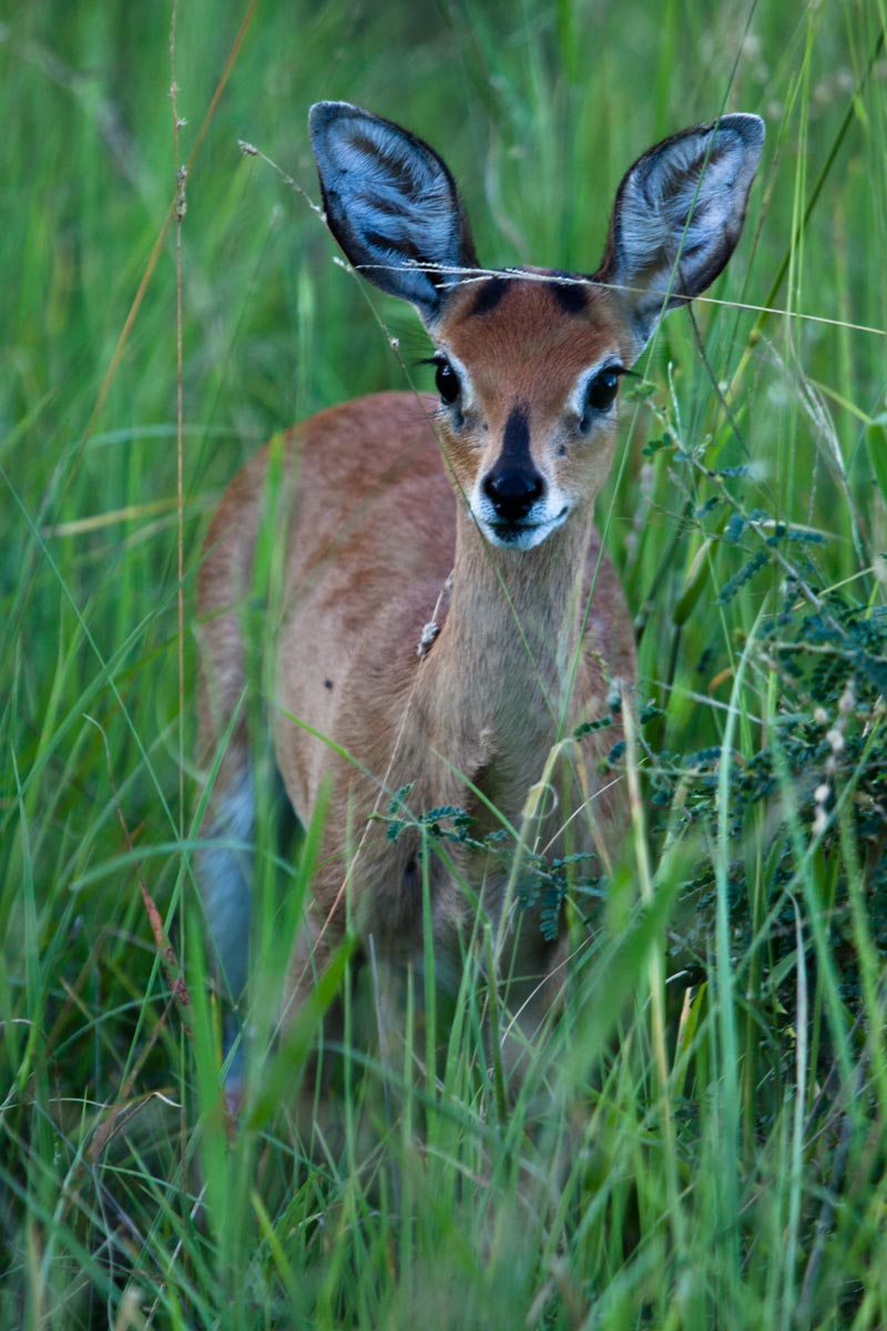 05Feb13 Steenbuck