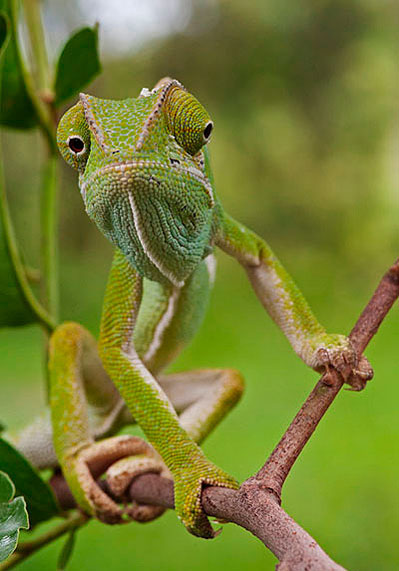 06March12 Flap Neck Chameleon Wim Vorster 06March12 Flap Neck Chameleon Wim Vorster
