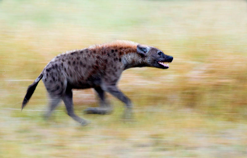 06March12 Spotted Hyena Running Darred Joubert